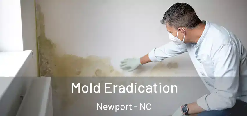  Mold Eradication Newport - NC