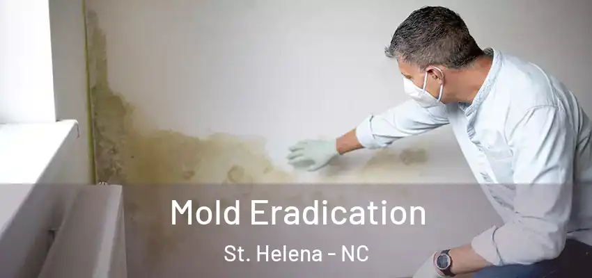 Mold Eradication St. Helena - NC