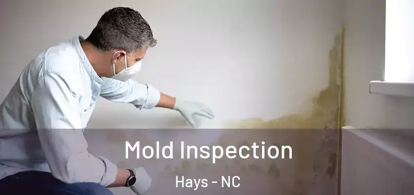 Mold Inspection Hays - NC