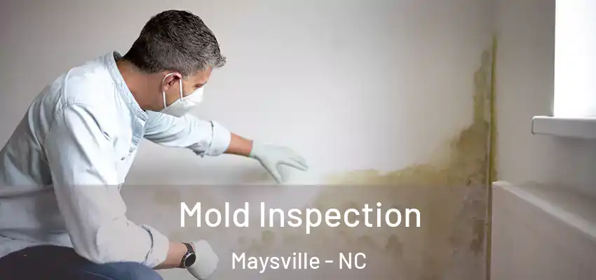  Mold Inspection Maysville - NC