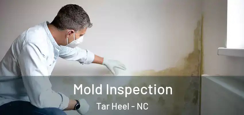 Mold Inspection Tar Heel - NC