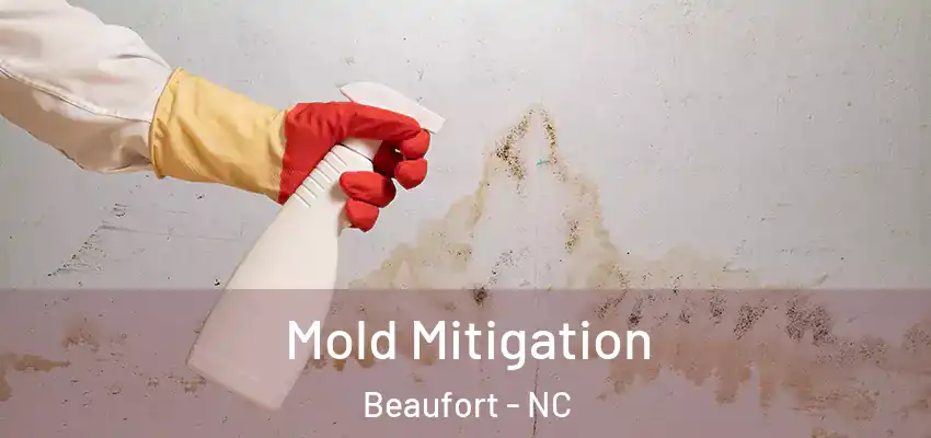  Mold Mitigation Beaufort - NC