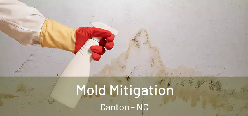  Mold Mitigation Canton - NC