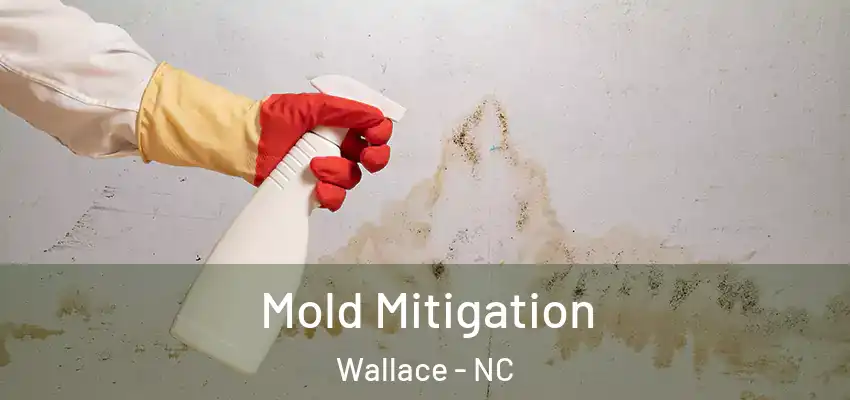 Mold Mitigation Wallace - NC