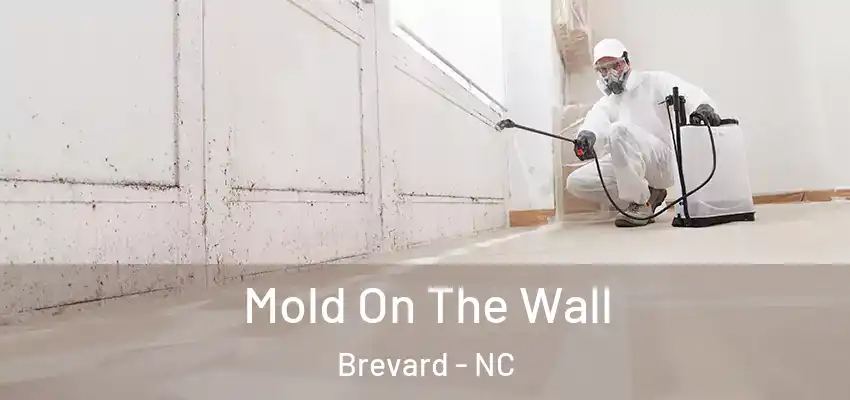  Mold On The Wall Brevard - NC
