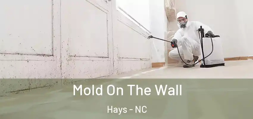 Mold On The Wall Hays - NC