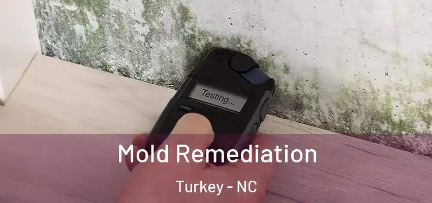 Mold Remediation Turkey - NC