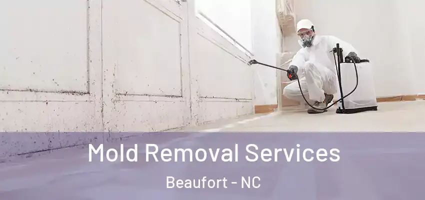 Mold Removal Services Beaufort - NC