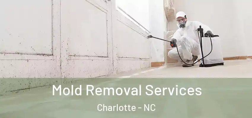  Mold Removal Services Charlotte - NC