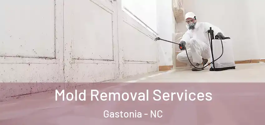 Mold Removal Services Gastonia - NC