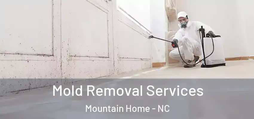  Mold Removal Services Mountain Home - NC