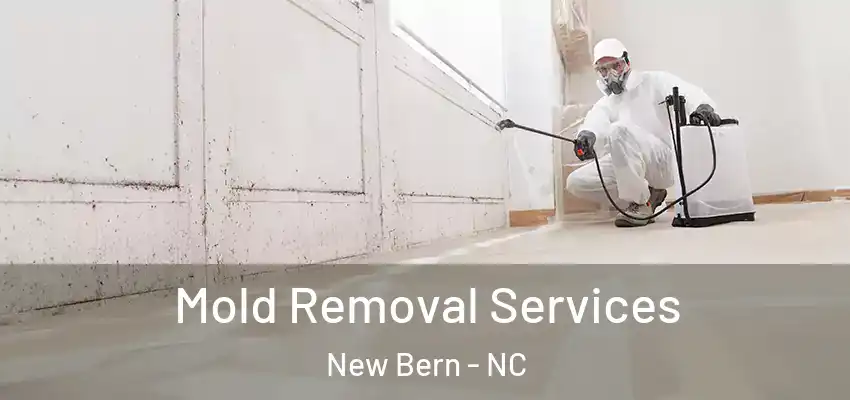  Mold Removal Services New Bern - NC