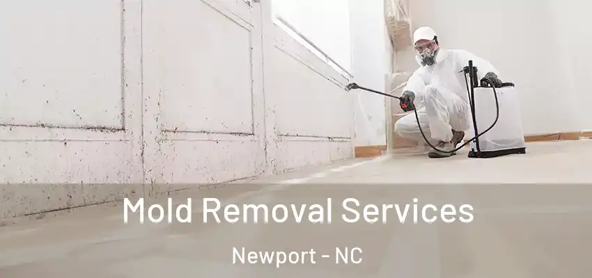  Mold Removal Services Newport - NC