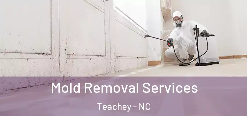  Mold Removal Services Teachey - NC