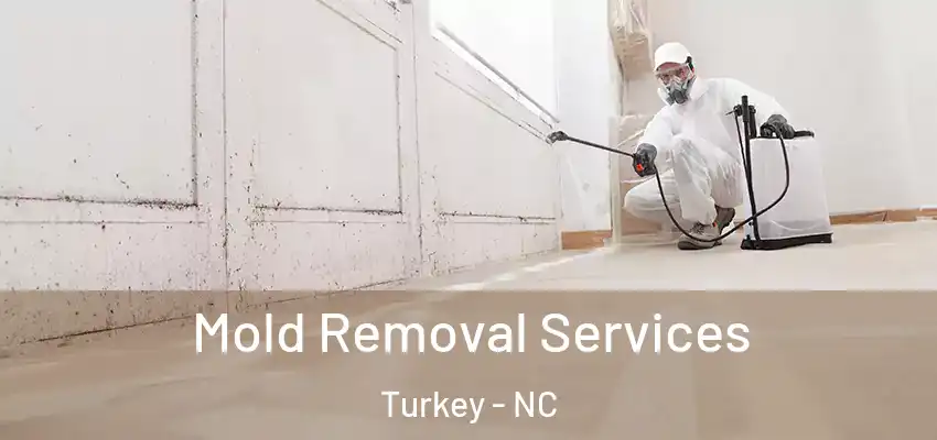  Mold Removal Services Turkey - NC